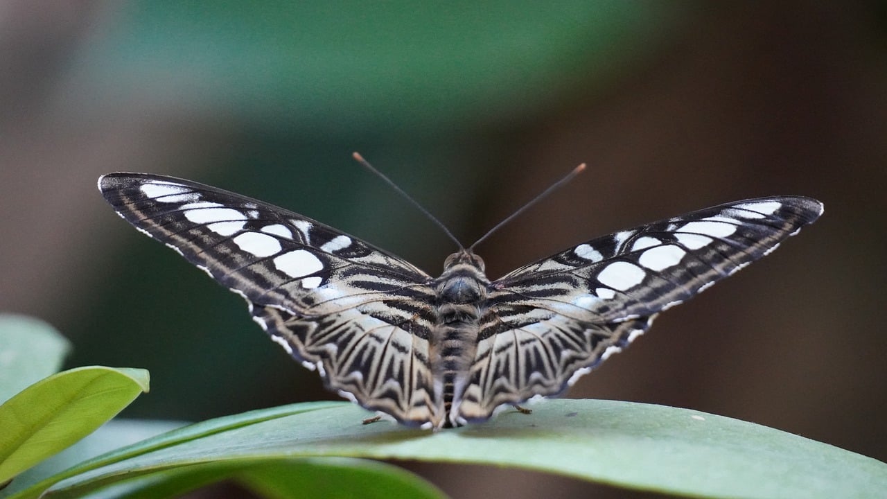Biodiversity on the Edge: What Can We Do to Protect It?